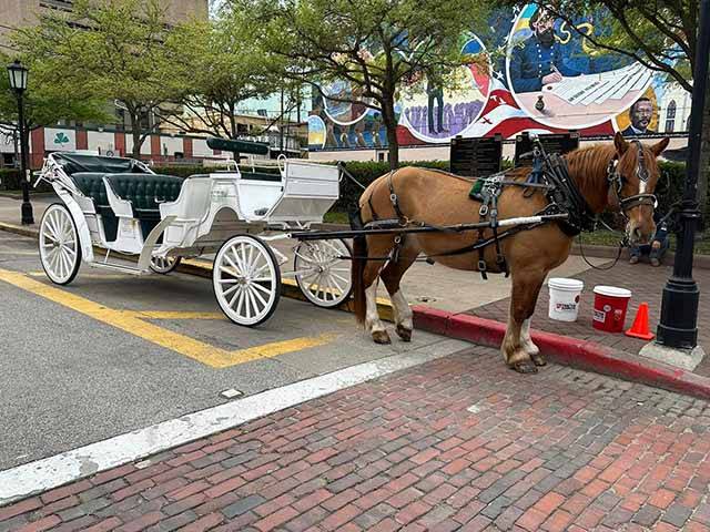 Galveston Carriage Tours by Sacred Spur Carriage