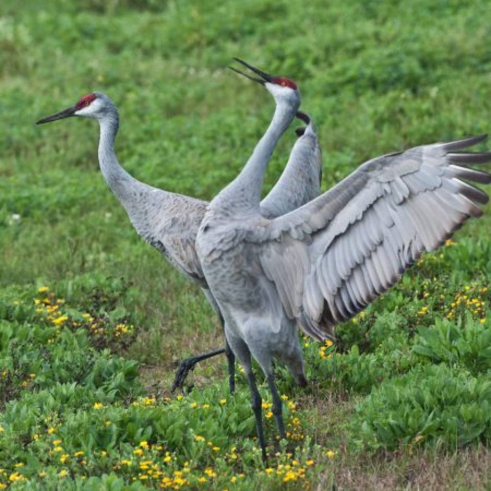 Holiday in The Gardens | Visit Galveston